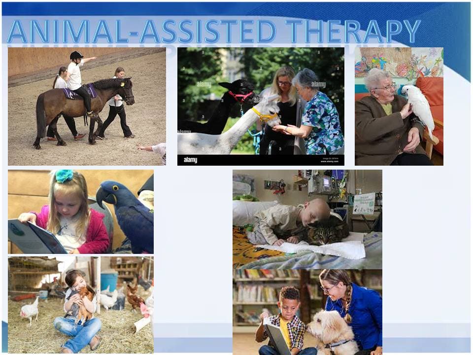 Animal Therapy